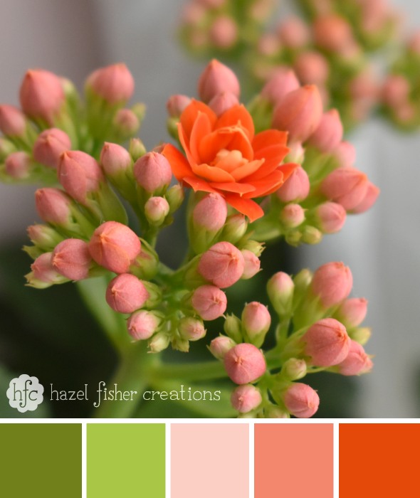 Colour Palette Inspiration, Kalanchoe peach flower photography by hazelfishercreations Colour Palette Inspiration, Kalanchoe peach flower photography by hazelfishercreations