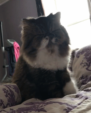 7.gif