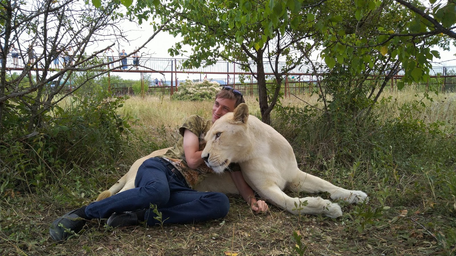герда из парка тайган. тайган что с львицей гердой. тайган сафари герда. тайган что с львицей гердой. тайган портрет герды.