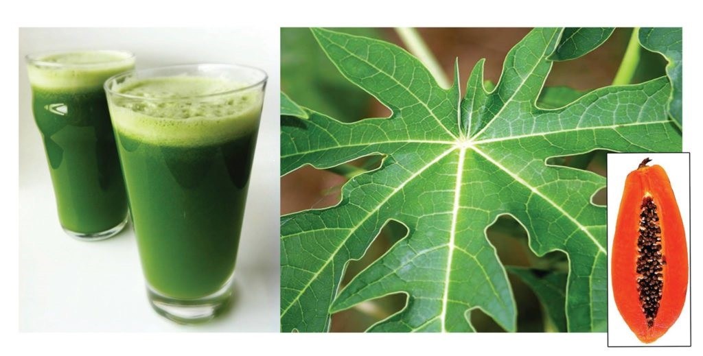 Drink Papaya Leaves Juice To Cure Many Health Problems