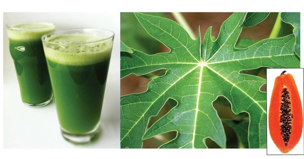 Drink Papaya Leaves Juice To Cure Many Health Problems