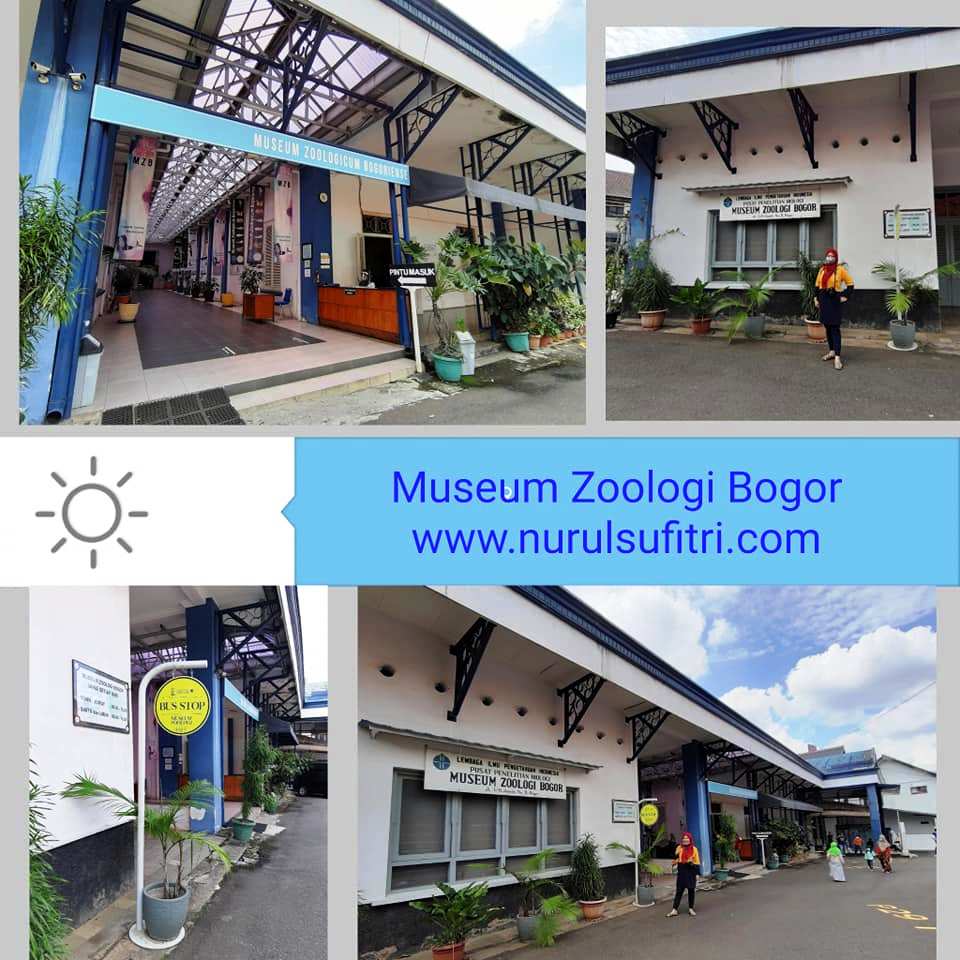 Museum Zoologi Bogor Wisata Edukasi Mengenal Hewan Langka Nurul Sufitri Travel Lifestyle Blog