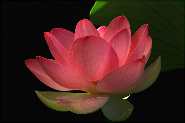 Red Lotus Flower Flower HD Wallpapers Images PIctures Tatt