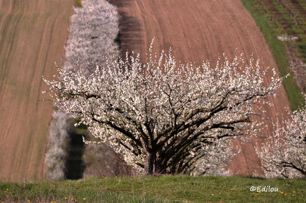 LES DENTELIèRES DU PRINTEMPS, Spring as a lace-maker, кружево весны