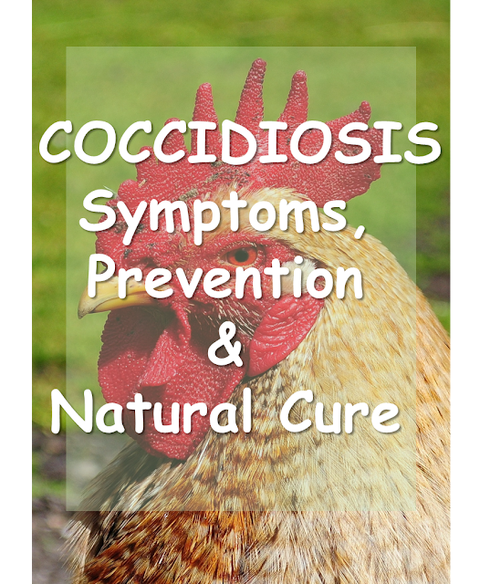 Coccidiosis Symptoms, Prevention and Natural Cure