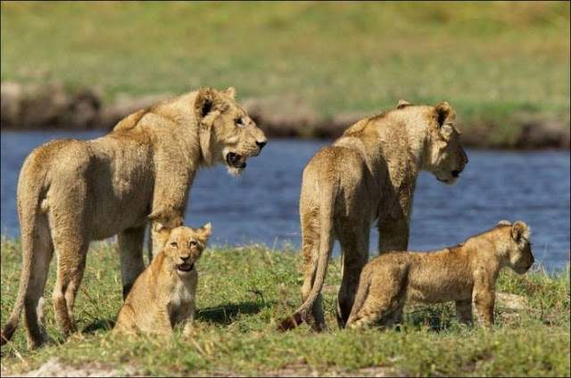 A mother lion fights a crocodile to protect her cubs, lion vs crocodile, animal fights