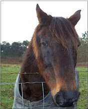 Le Cheval de ma Fille