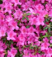 azaleas