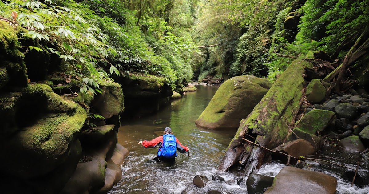 awildland Two ‘Tops’ Days Out Barrington Tops National Park, NSW