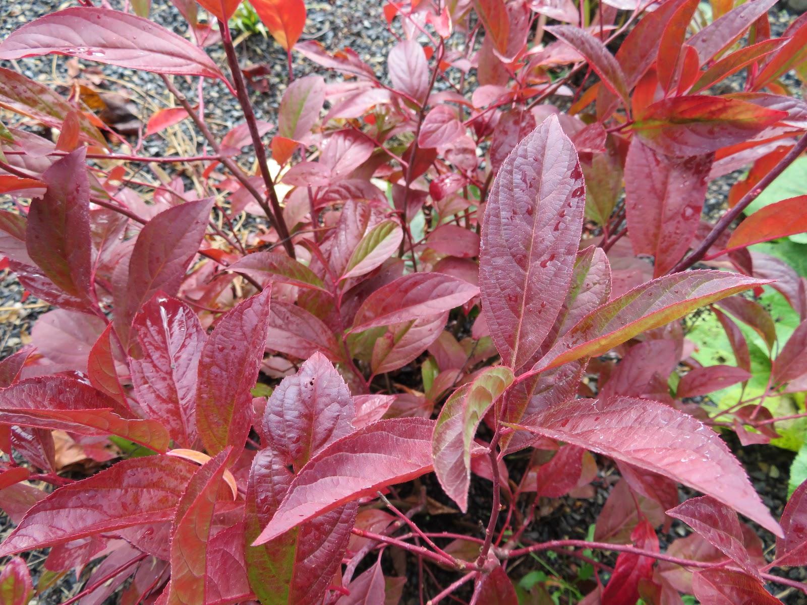 Itea Virginica Sprich Little Henry And Henry S Garnet