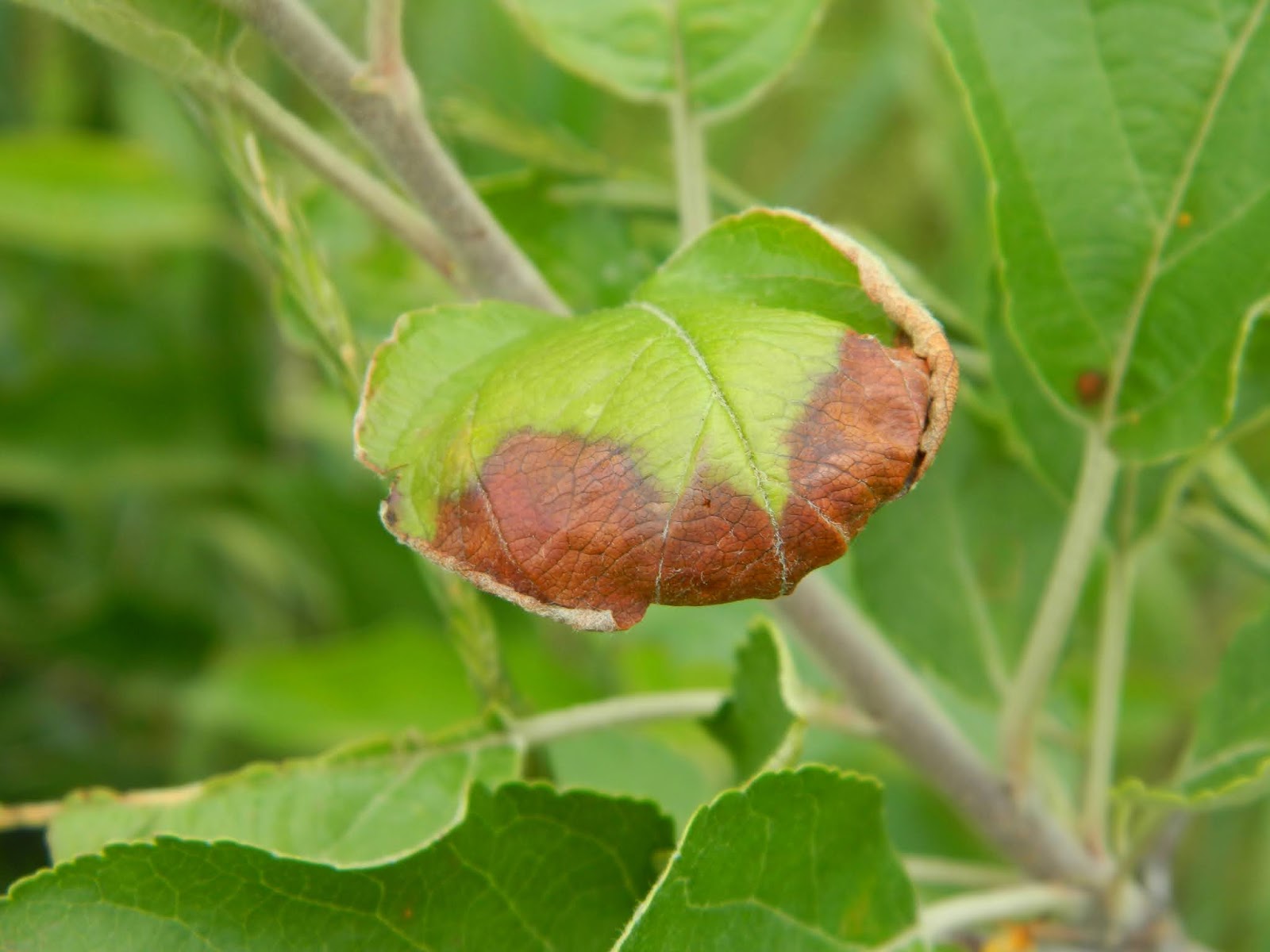 Weekly Fruit Update 6/25/2020