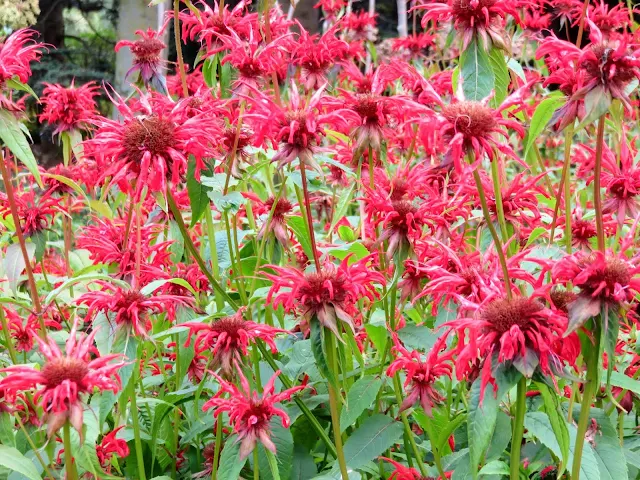 Red flowers at the Royal Botanic Garden Edinburgh