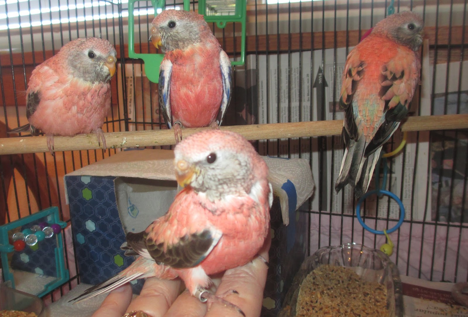 Scarlet Chested Parakeet For Sale Near Me