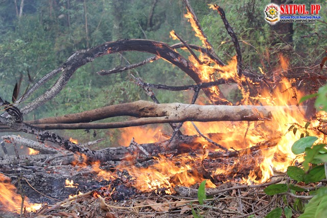 Kebakaran Hutan di Kecamatan Belalau Melahap Sekitar 200 Hektar Lahan