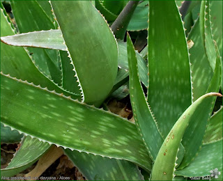 Aloe greatheadii var. davyana - Aloes