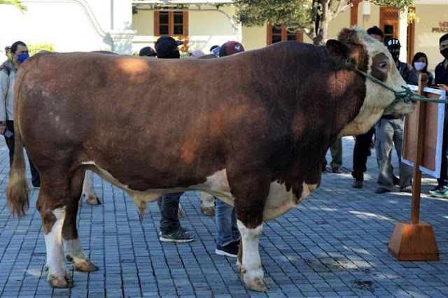 Berqurban Saat Idhul Adha