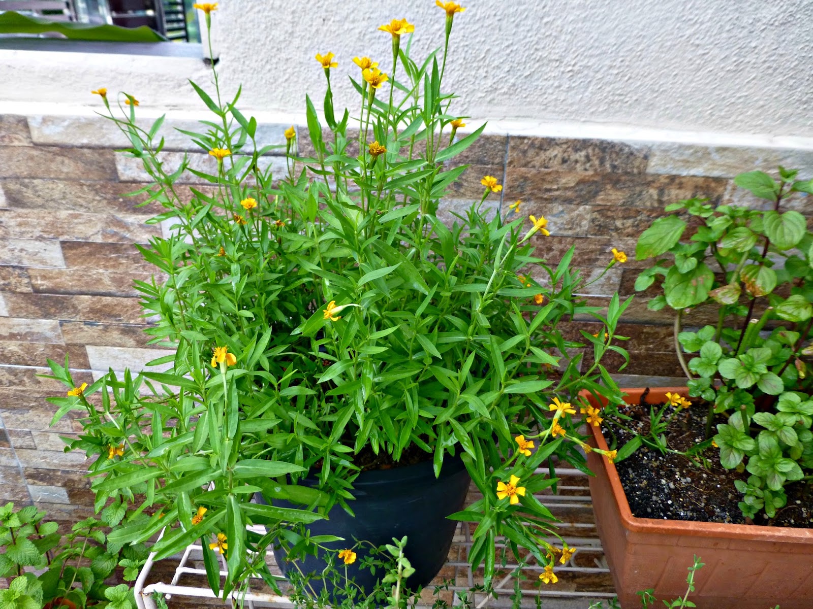 RESEPI NENNIE KHUZAIFAH: Koleksi pokok herba