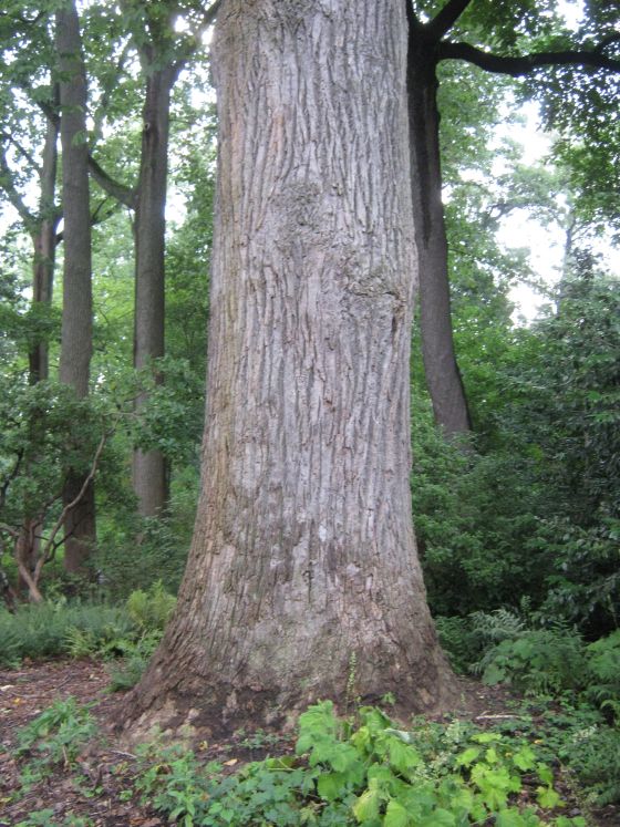 Future Plants by Randy Stewart: Liriodendron - Tulip Tree