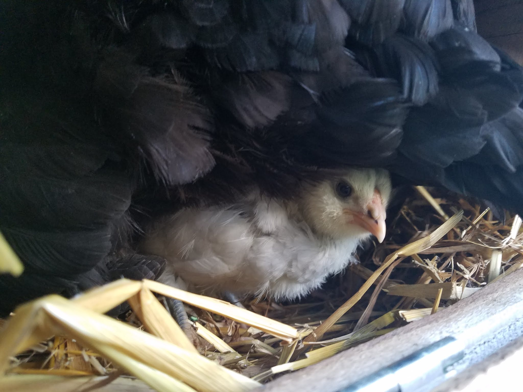 Five Ways to Encourage a Hen to go Broody Fresh Eggs Daily® with Lisa