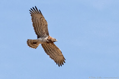 Águila culebrera Circaetus gallicus