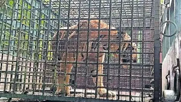 News, Kerala, State, Thiruvananthapuram, Tiger, Animal, Escaped, Tiger escaped from Neyyar Lion Safari Park