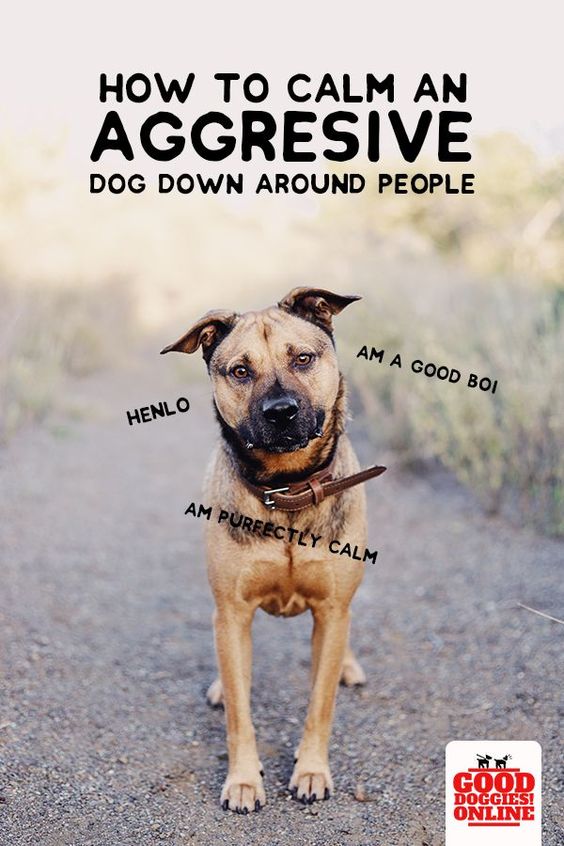 Dog Brain Train How to Calm Down an Aggressive Dog StepbyStep