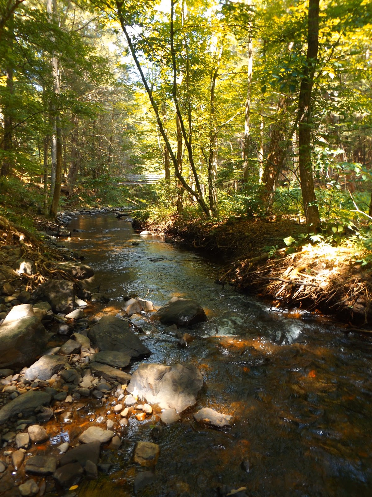 Walking Man 24 7 Black Creek Preserve(EsopusHudson Valley)