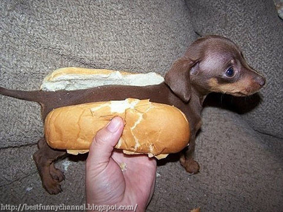  Puppy Hot Dog.