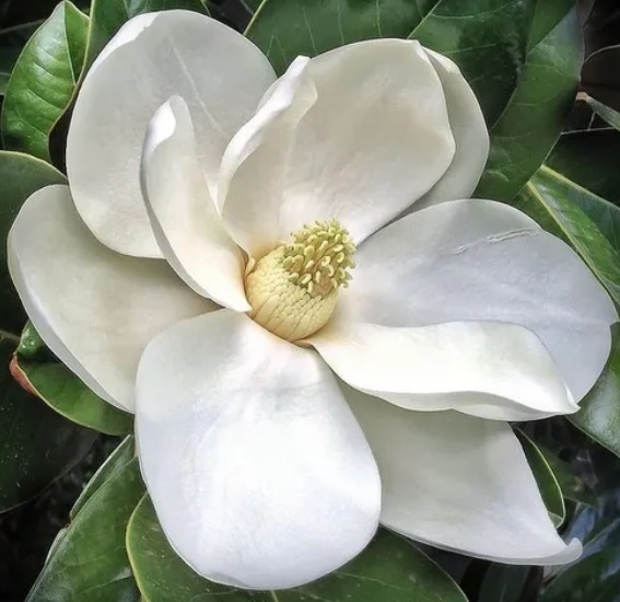 Magnolia Grandiflora