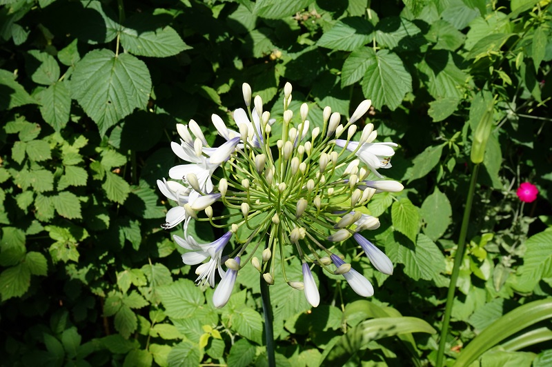 Naturalmente Giardino Agapanthus Bianco Azzurro Resoconto Dalla Montagna 23