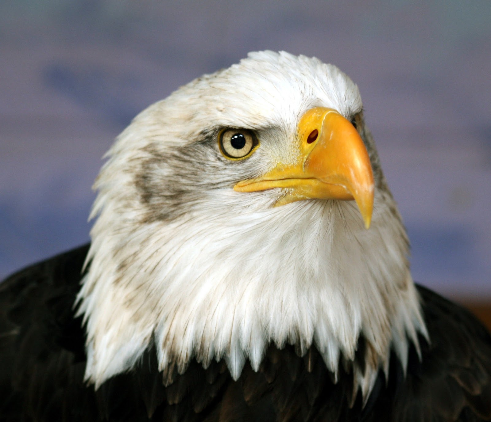 THE EAGLE'S NEST BALD EAGLE