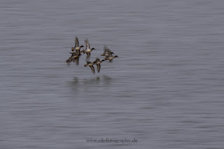 dynamische Wildlifefotografie Naturfotografie Dynamik Lippeaue