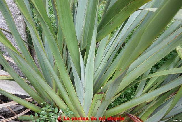 Cultivando La Huerta