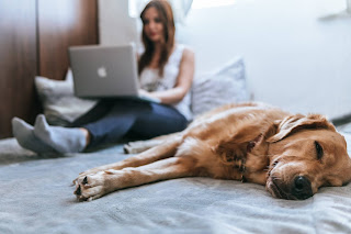 woman sitting on bed working on laptop with dog laying on bed