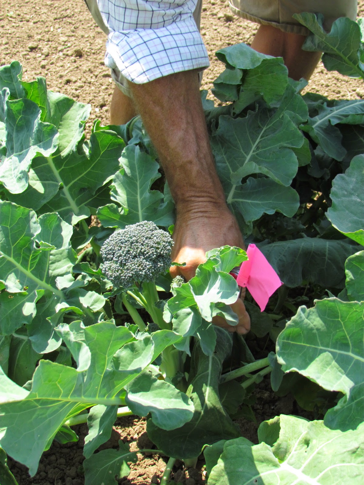 Seed Revolution Now! Broccoli and Napa Cabbage OnFarm