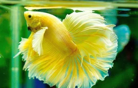 Budi Daya Ikan Hias Materi Prakarya Kelas 9 Semester 2 Revisi