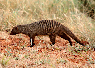 Şeritli Firavunfaresi (Banded mongoose)