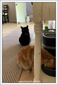 What's In The Box ©BionicBasil® Smart Feed Automatic Dog and Cat Feeder - Purrlease Form An Orderly Queue