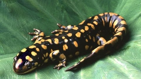 Jual Waring Sayur Karung Waring Waring Ikan Waring Hitam Dan