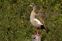 Naturfotografie Tierfotografie Lippeauen Nilgans