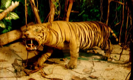 Sumatran tiger. 