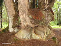 Huge tree base - Big Island, HI