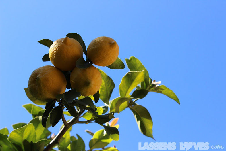 lassensloves.com, Lori's+Original+Lavender+Lemonade