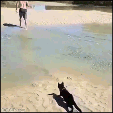 Amazing Cat GIF • Cute black kitty following his human at beach swimming like a boss Amazing Cat GIF • Cute black kitty following his human at beach swimming like a boss
