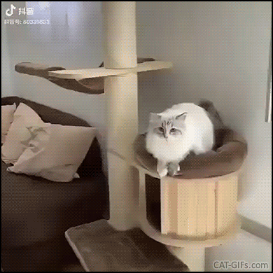 Amazing Cat GIF • Fluffy cat jumps in owner hands in slowmotion. Pawesome flight. Cat trust jumps onto human's hands! Amazing Cat GIF • Fluffy cat jumps in owner hands in slowmotion. Pawesome flight. Cat trust jumps onto human's hands!