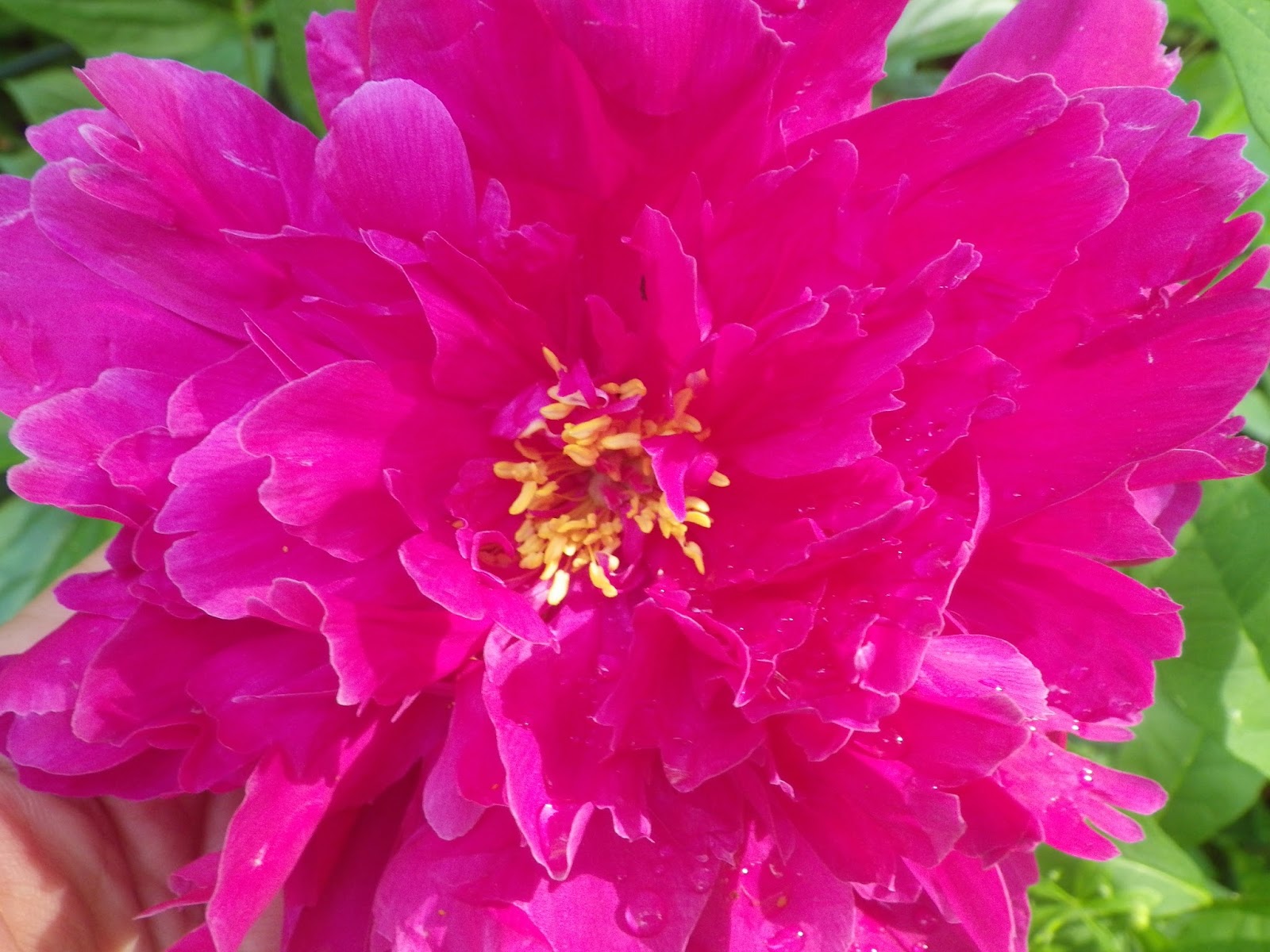 From the Wild Peony Root