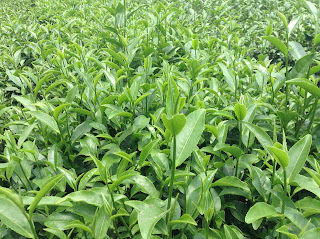 chè búp tân cương