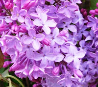 Bouquet of lilac's
