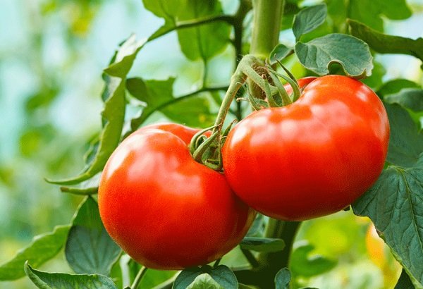 What are the benefits of tomatoes for the skin?