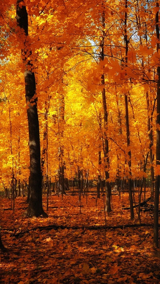 Orange Forest Autumn  Galaxy Note HD Wallpaper